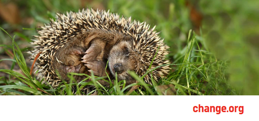 Endangered UK Hedgehogs - Please sign, share and support