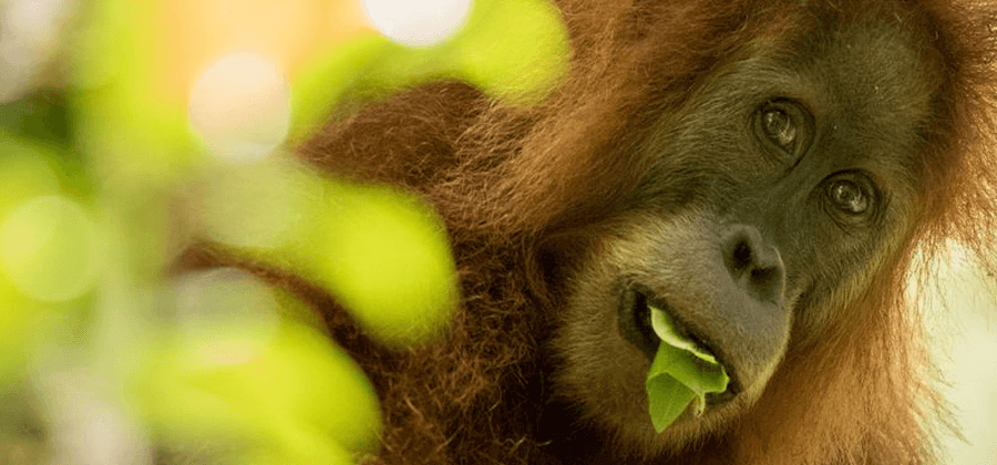 New Species of Orangutan Is Rarest Great Ape on Earth